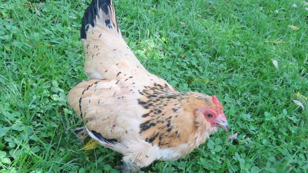 Peanut the Chicken
