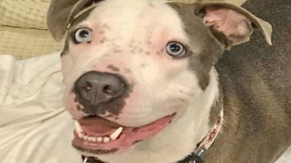 Pearl @ Austin Humane Society 2/3/21