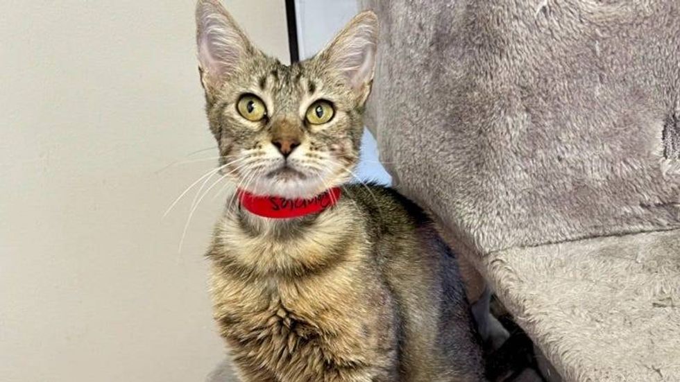 Pebbles @ Austin Humane Society 8/3/22