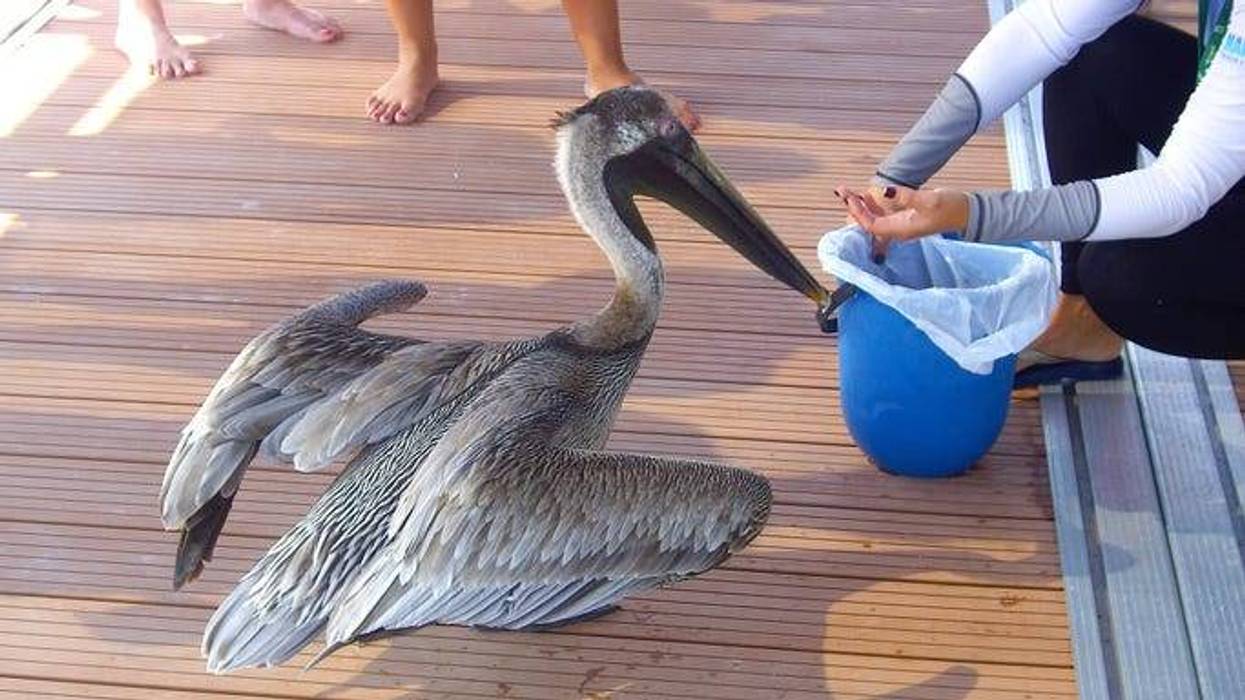 Pelican