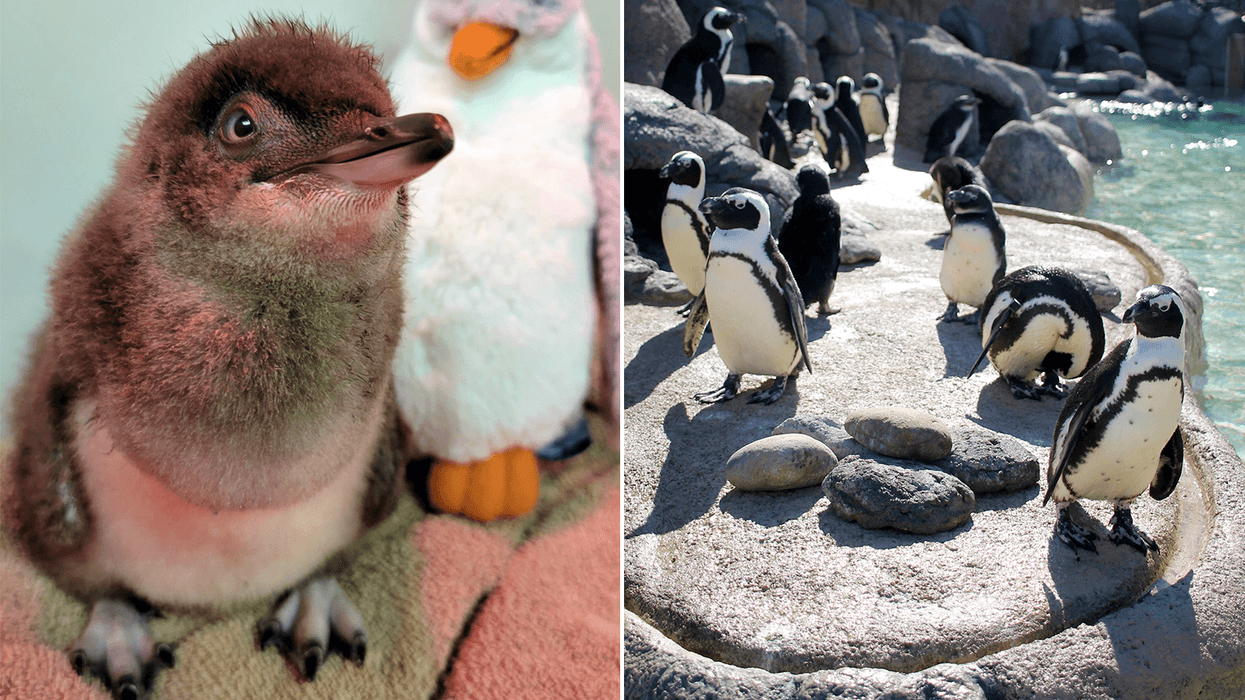 Penguins at Adventure Aquarium
