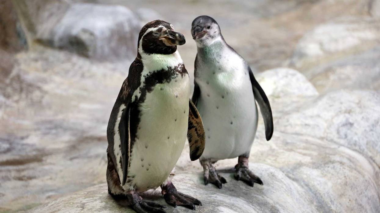 penguins