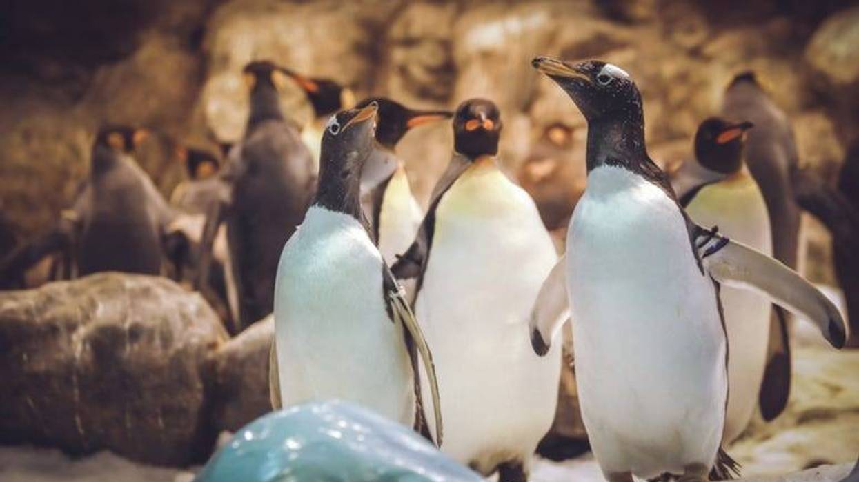 Penguins
