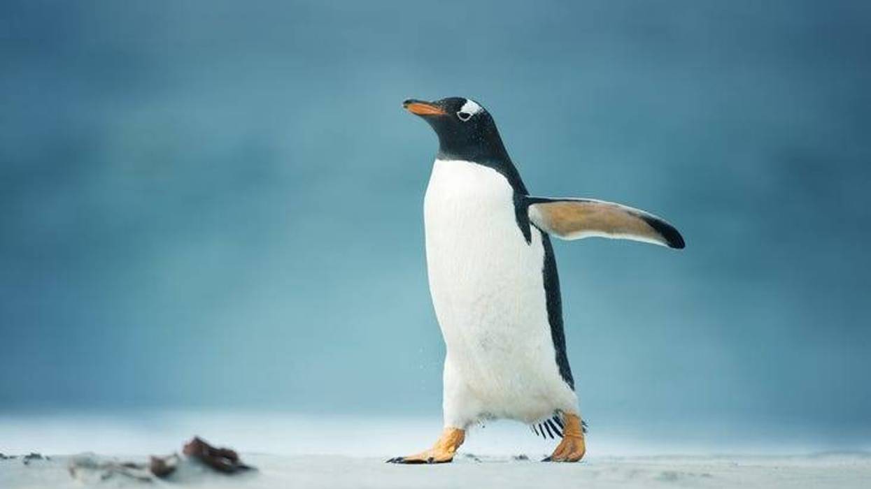 Penguins
