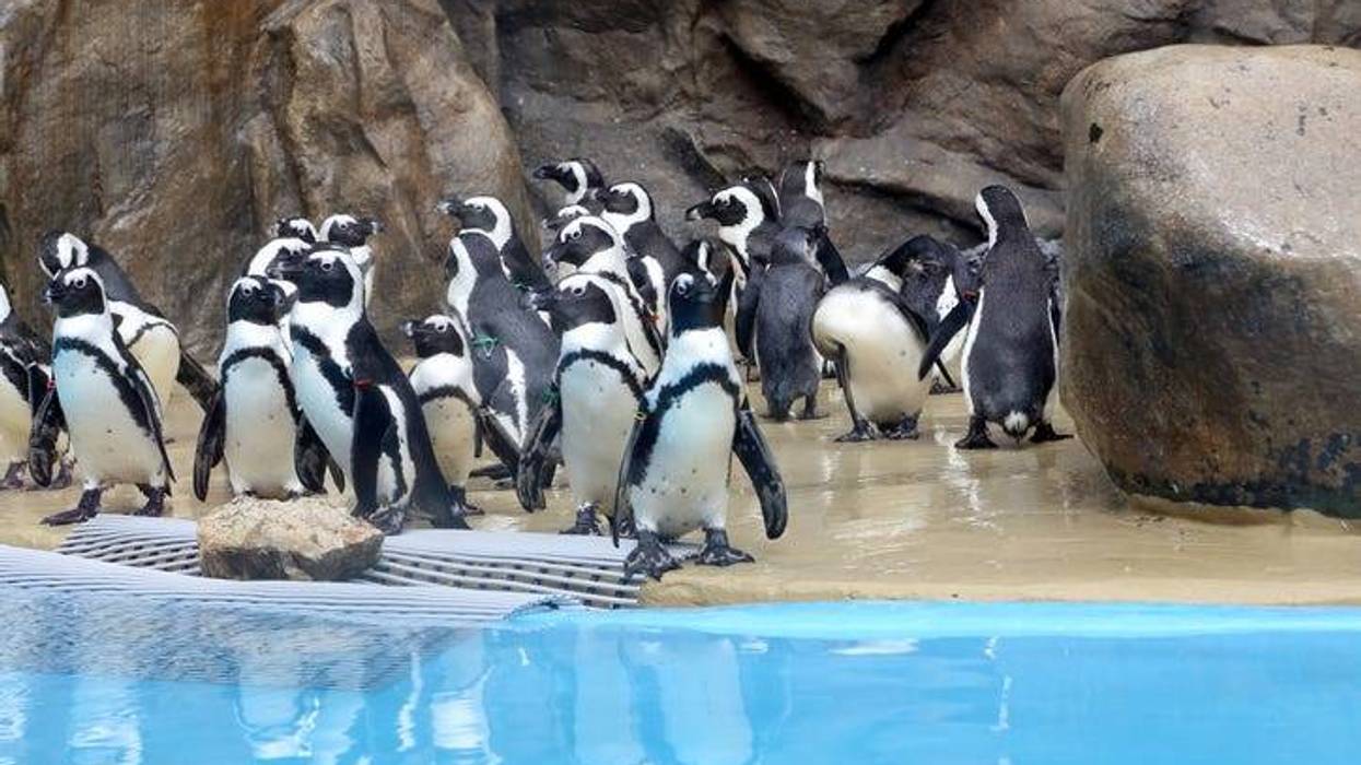 penguins