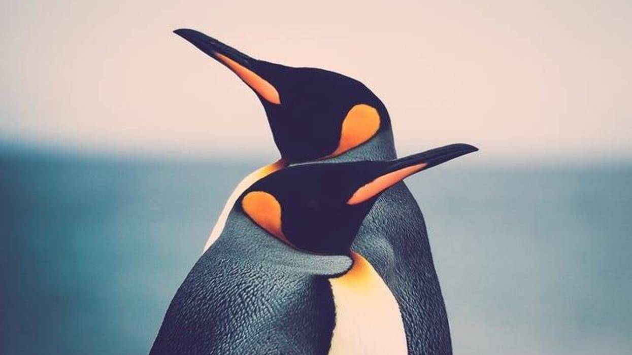 Penguins