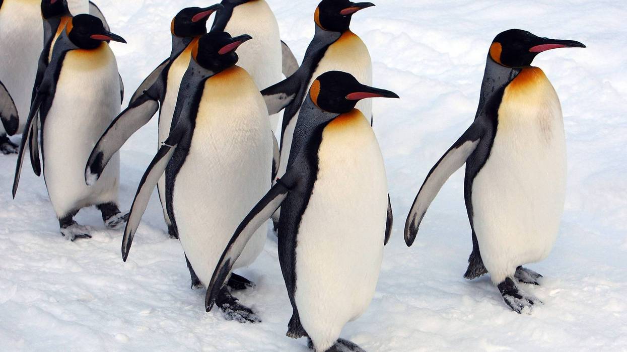 Penguins