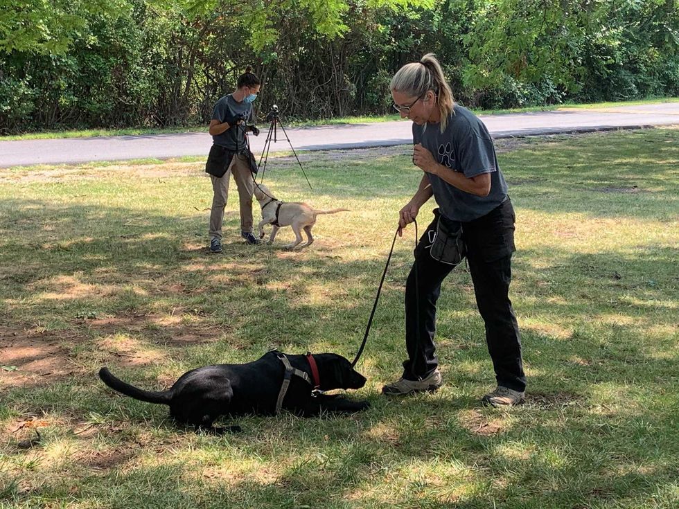 Penn Vet Working Dog Center
