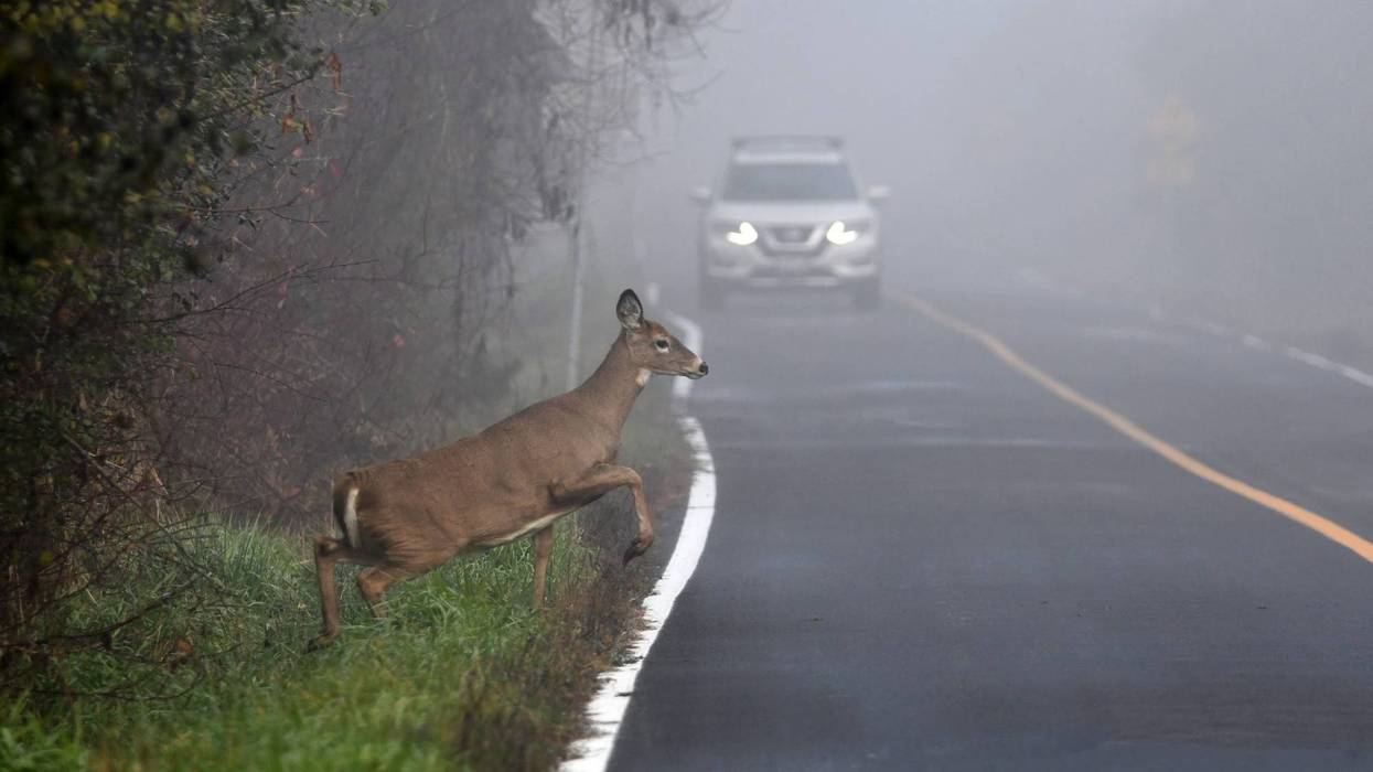 PennDOT warns drivers: Prepare for increased deer activity as days shorten