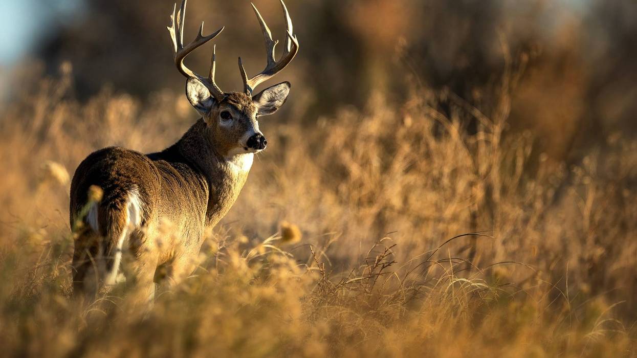 Pennsylvania deer season approaches, drawing half a million hunters