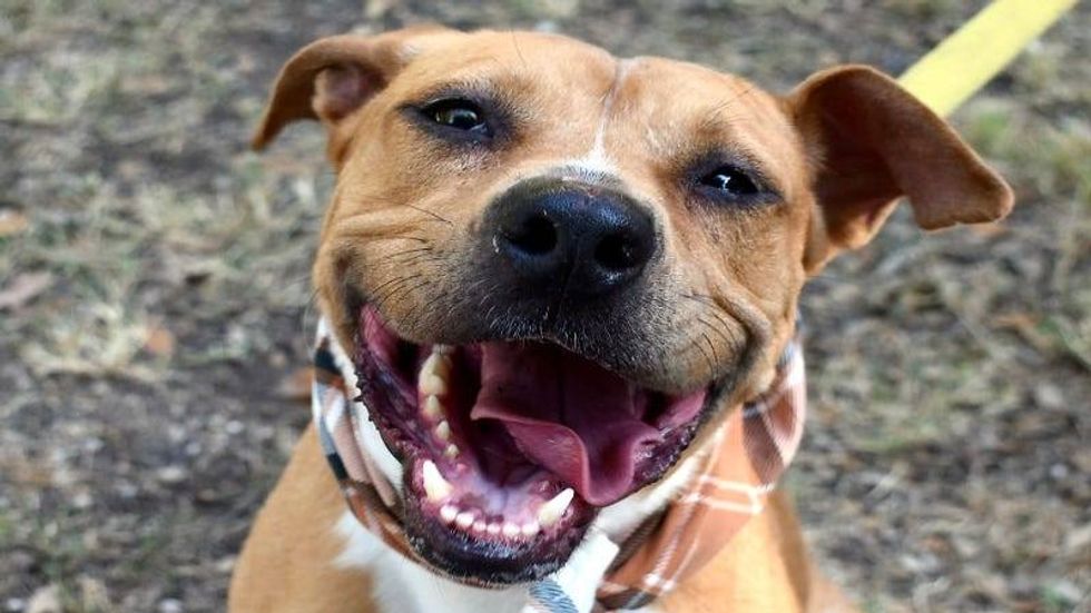 Penny @ Austin Humane Society 8/16/23
