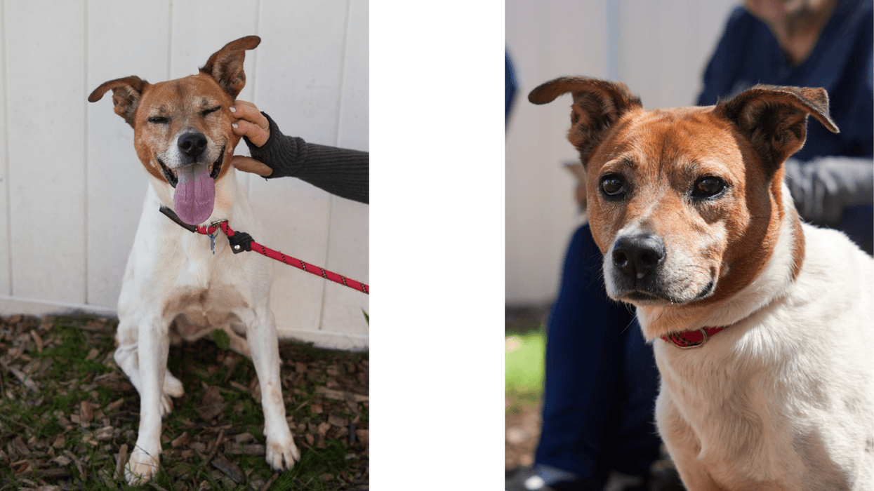 "Peony" LifeLine Animal Project and DeKalb County Animal Services.