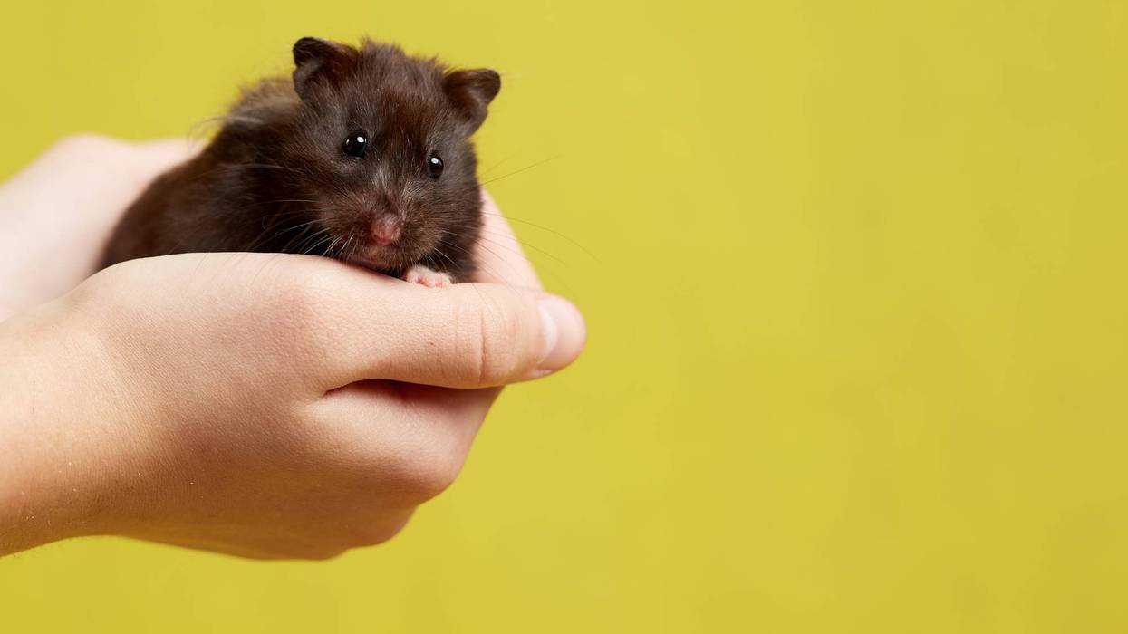 People for the Ethical Treatment of Animals has requested a criminal investigation into an Ionia County facility where a government report found hamsters, guinea pigs and other small animals living in squalor and filth.