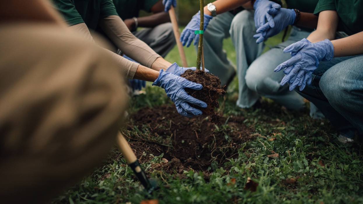 People planting a tree