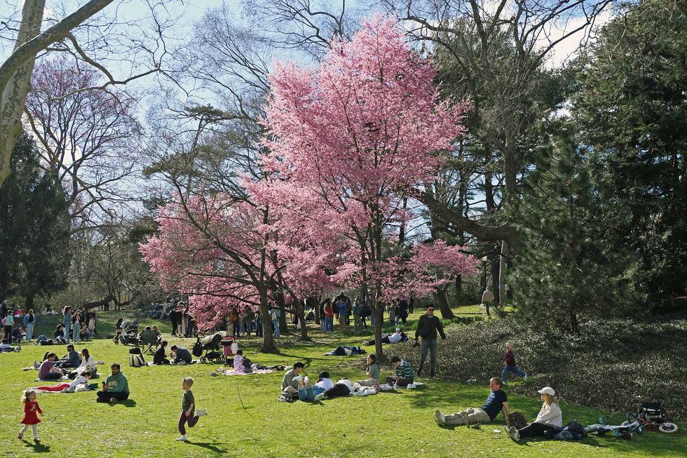 People spend time around cherry blossoms at Central Park on March 17, 2024. Cold weather could threaten the park
