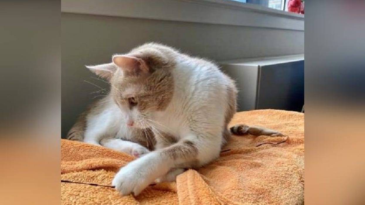 Peppy the cat
