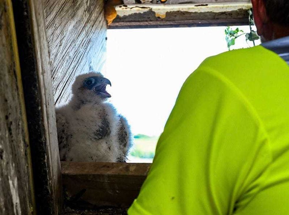 Peregrine falcon chick