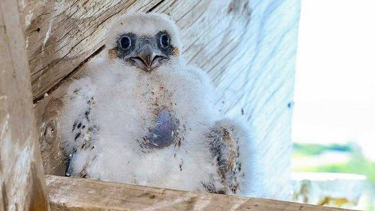 Peregrine falcon chick
