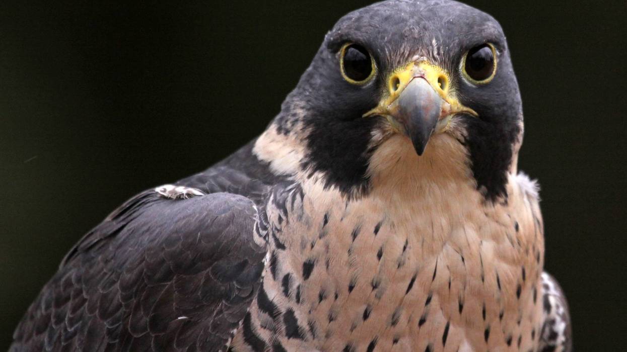 Peregrine Falcon