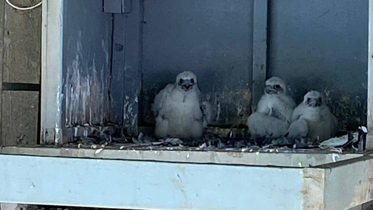 Peregrine falcons