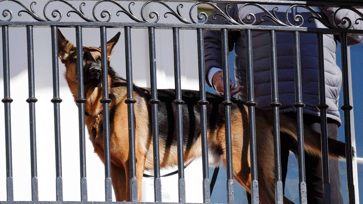 PERRO DE BIDEN