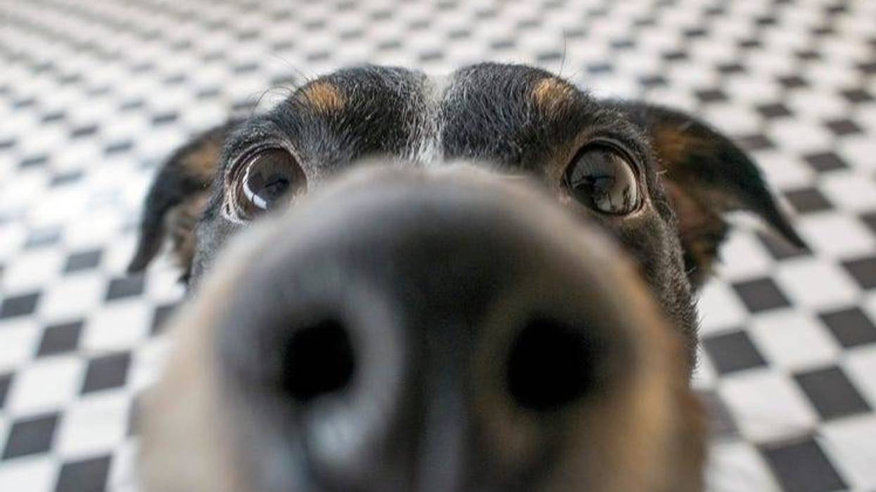 perro