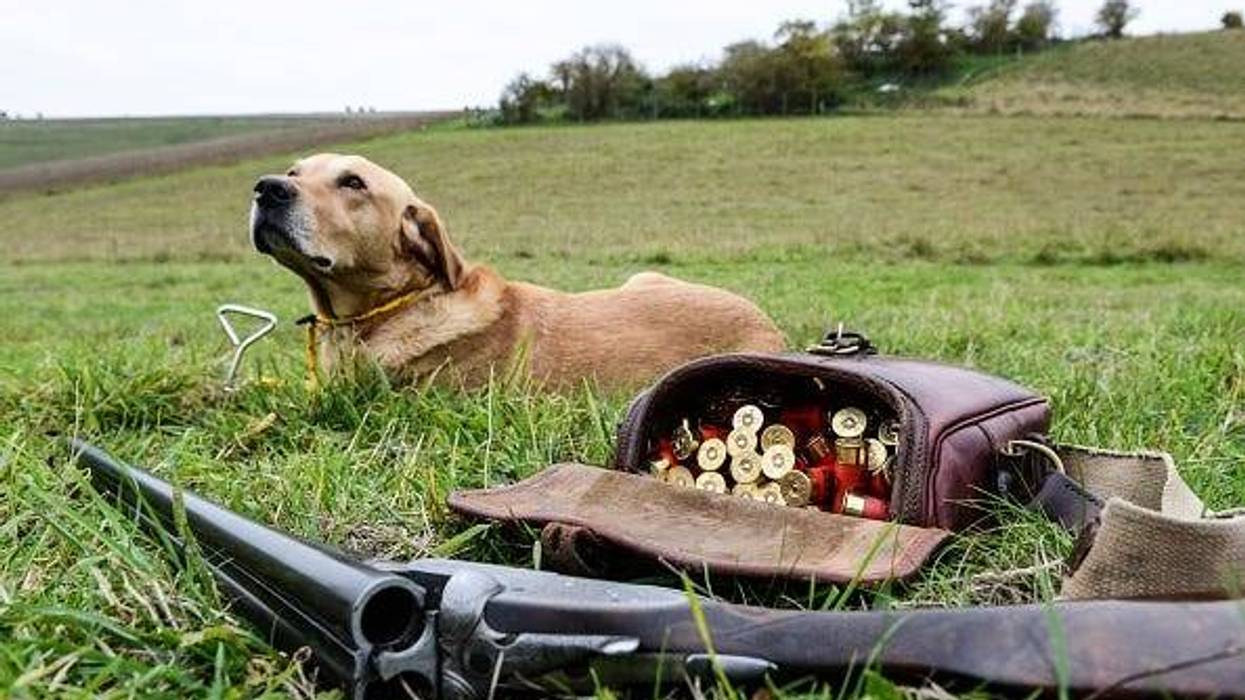 perro