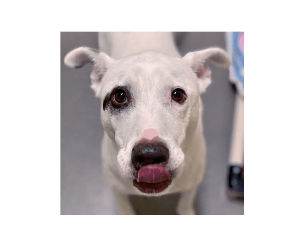 perro