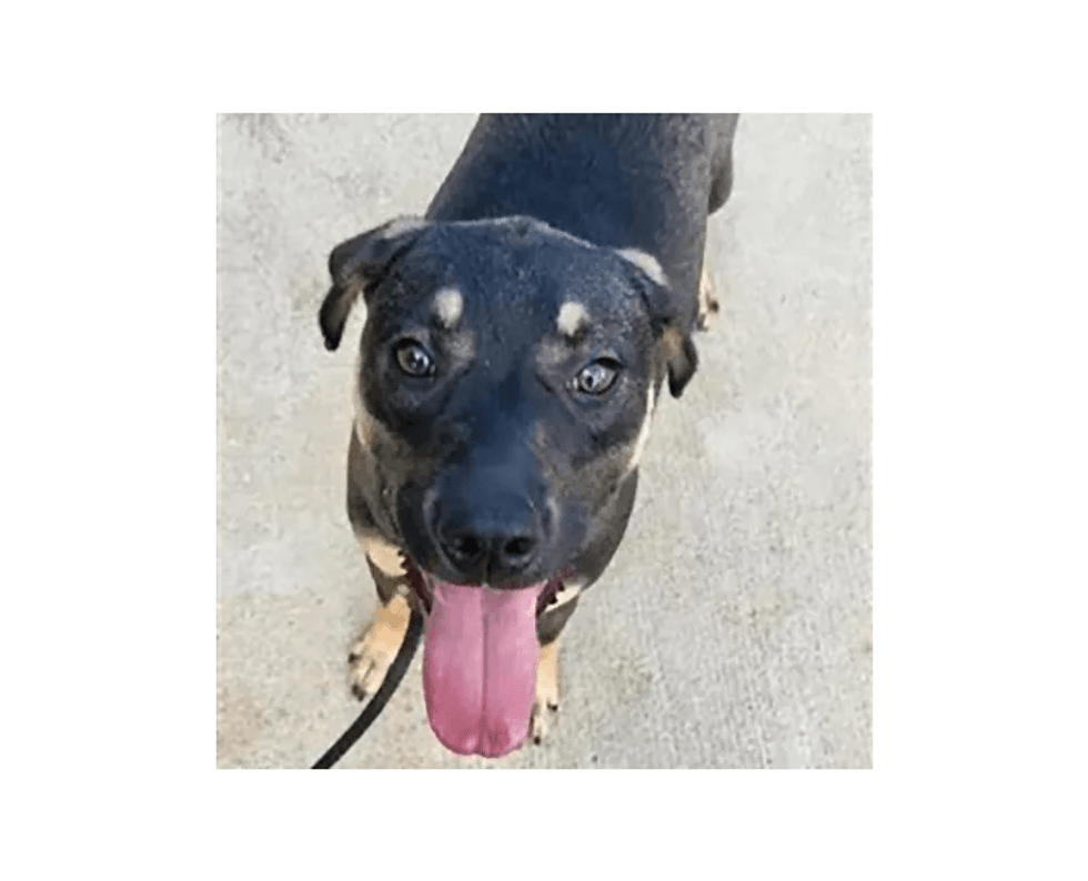 perro