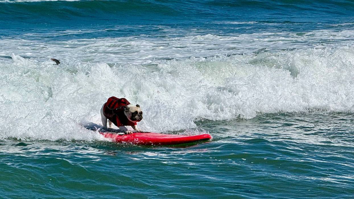 PERROS SURFISTAS