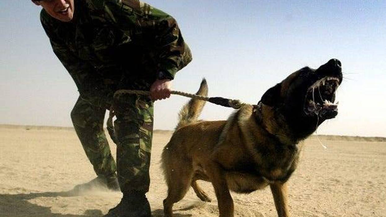 Perros