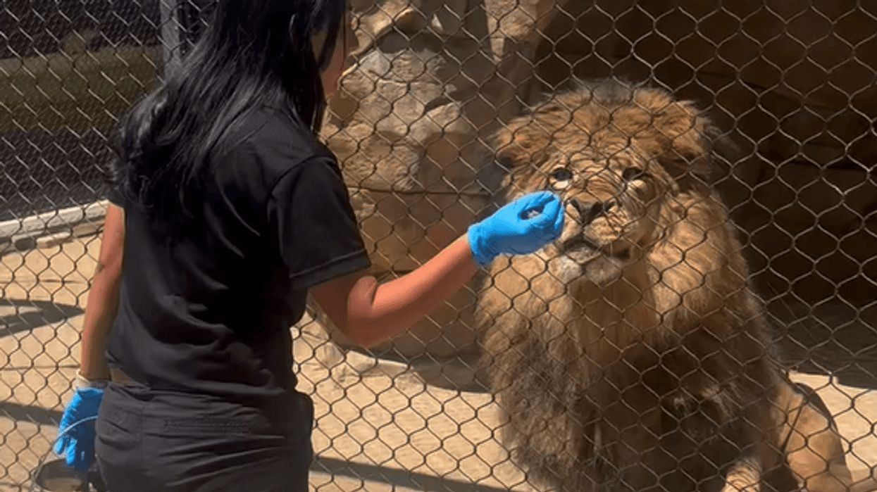 person feeding lion