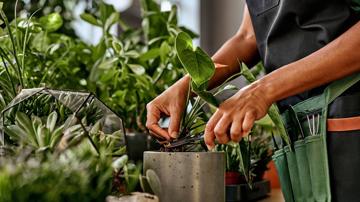 person watering plants inside