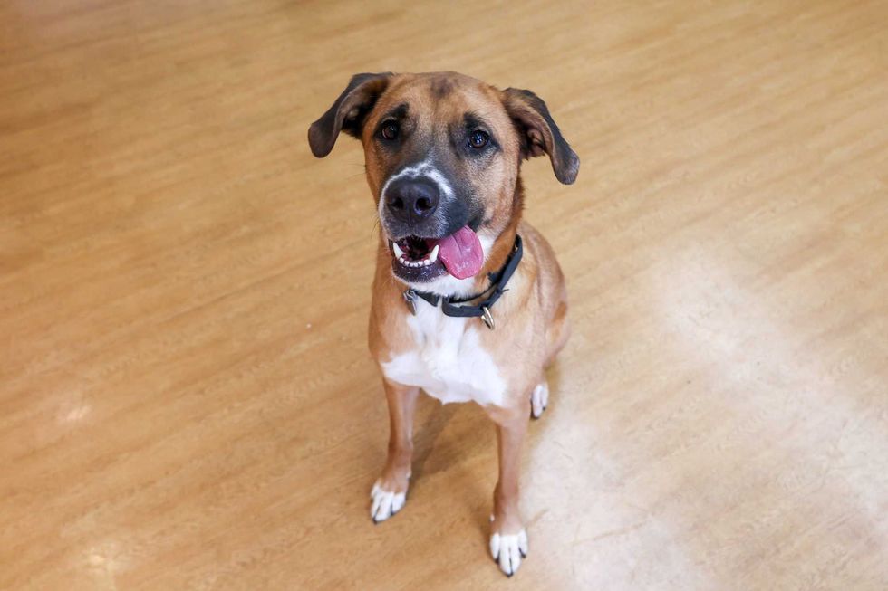 pet adoption