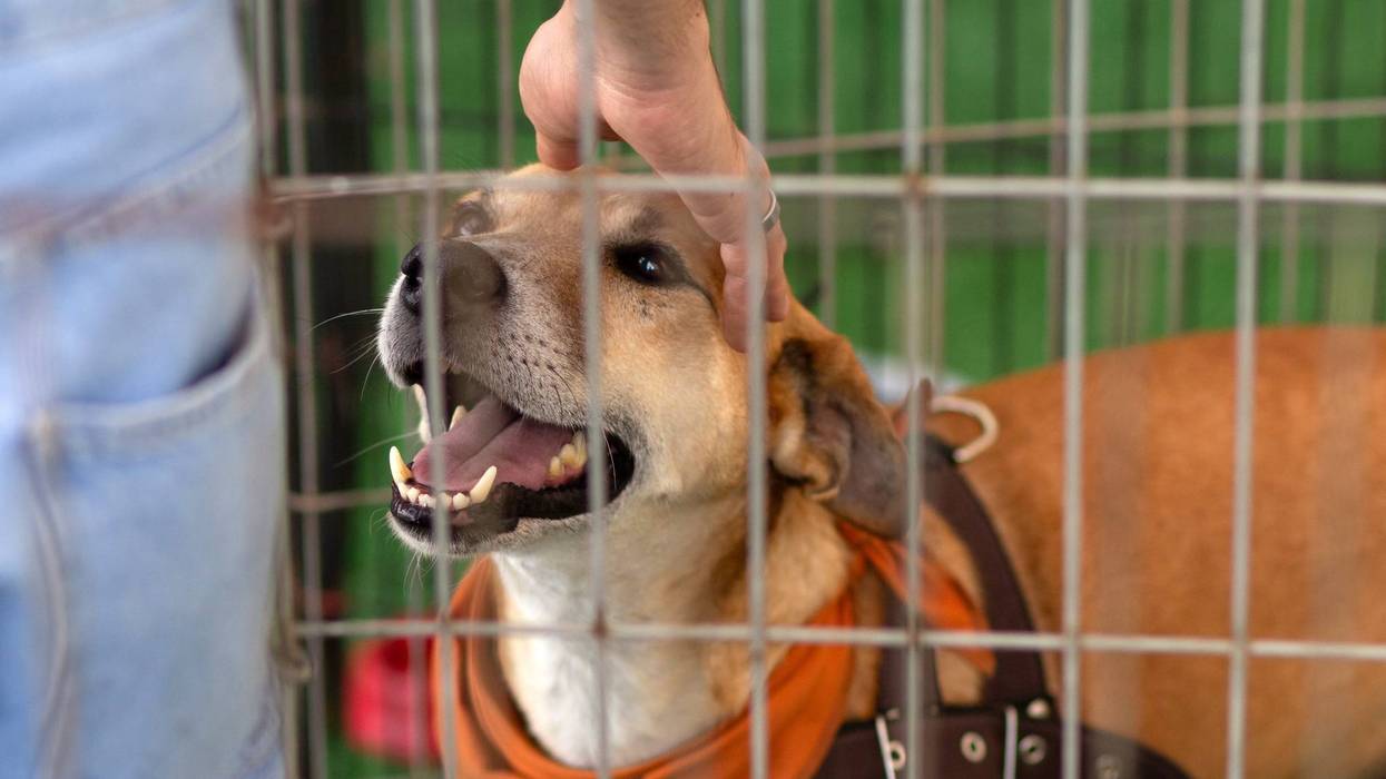 pet adoptions