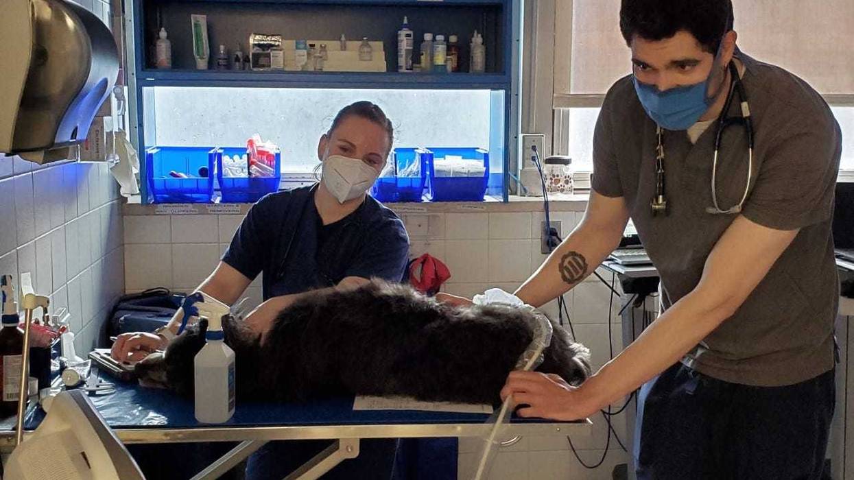 Pet being treated at the Animal Medical Center