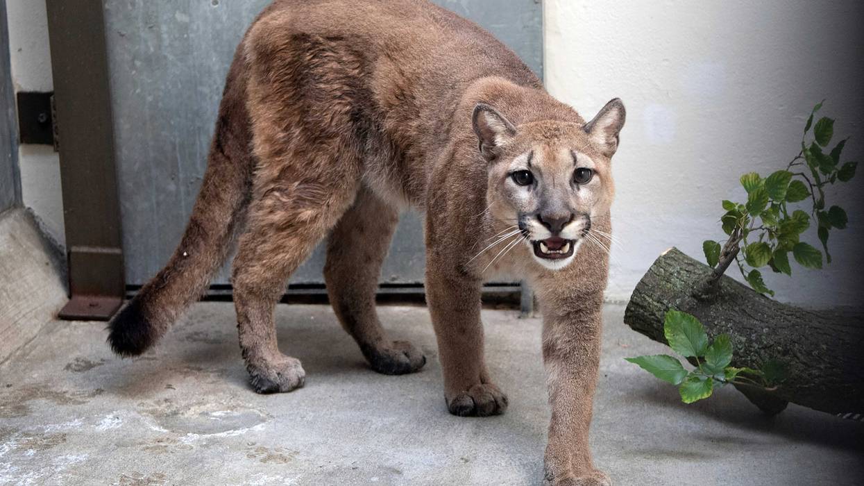 Pet Cougar Removed