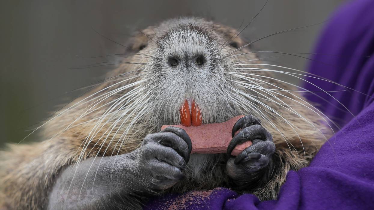 Pet Nutria Wildlife Officials