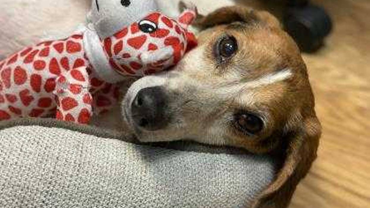 pet of the day
