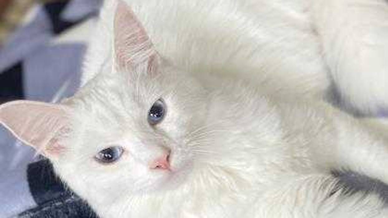 pet of the day