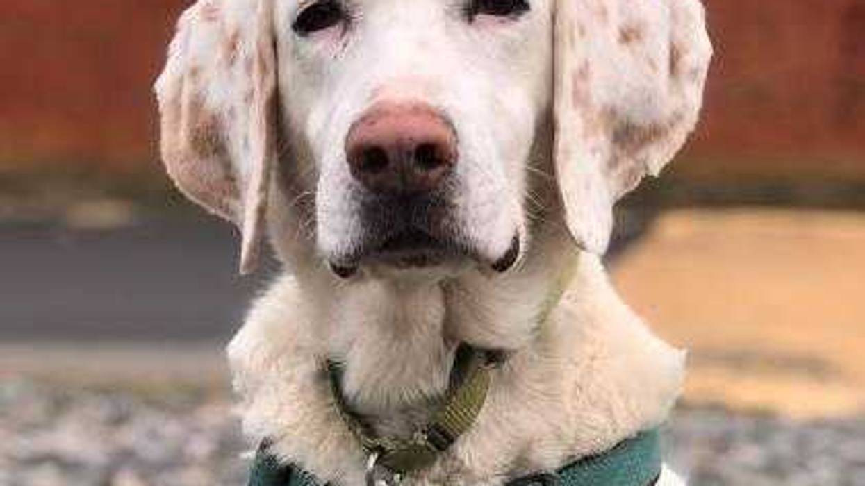 pet of the day