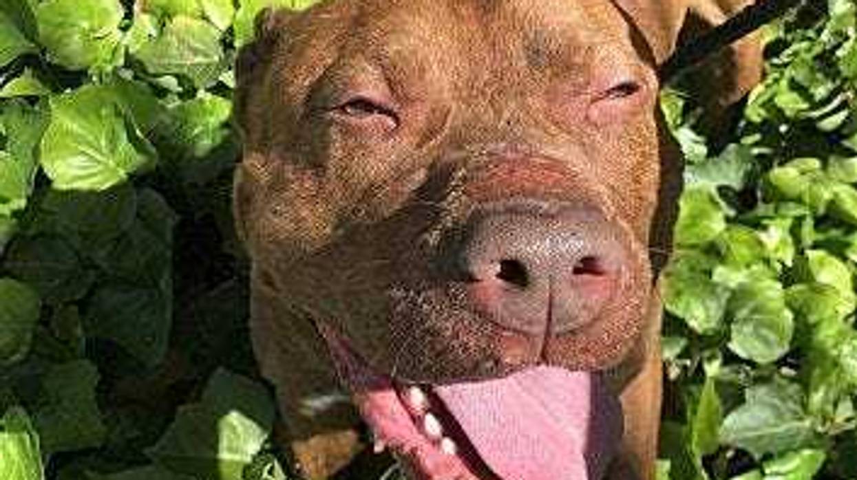 pet of the day