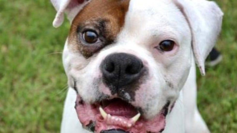 Petey @ Austin Humane Society 6/1/22