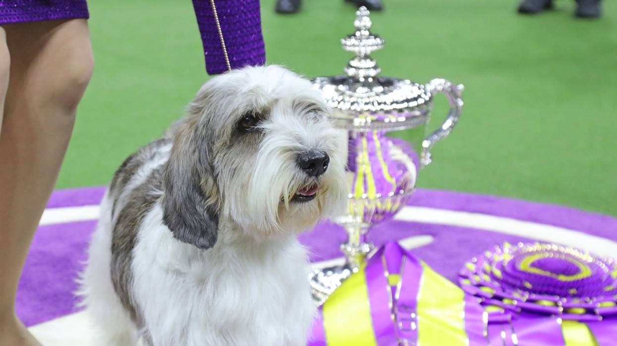 petit basset griffon vendeen dog with a silver trophy and purple ribbons