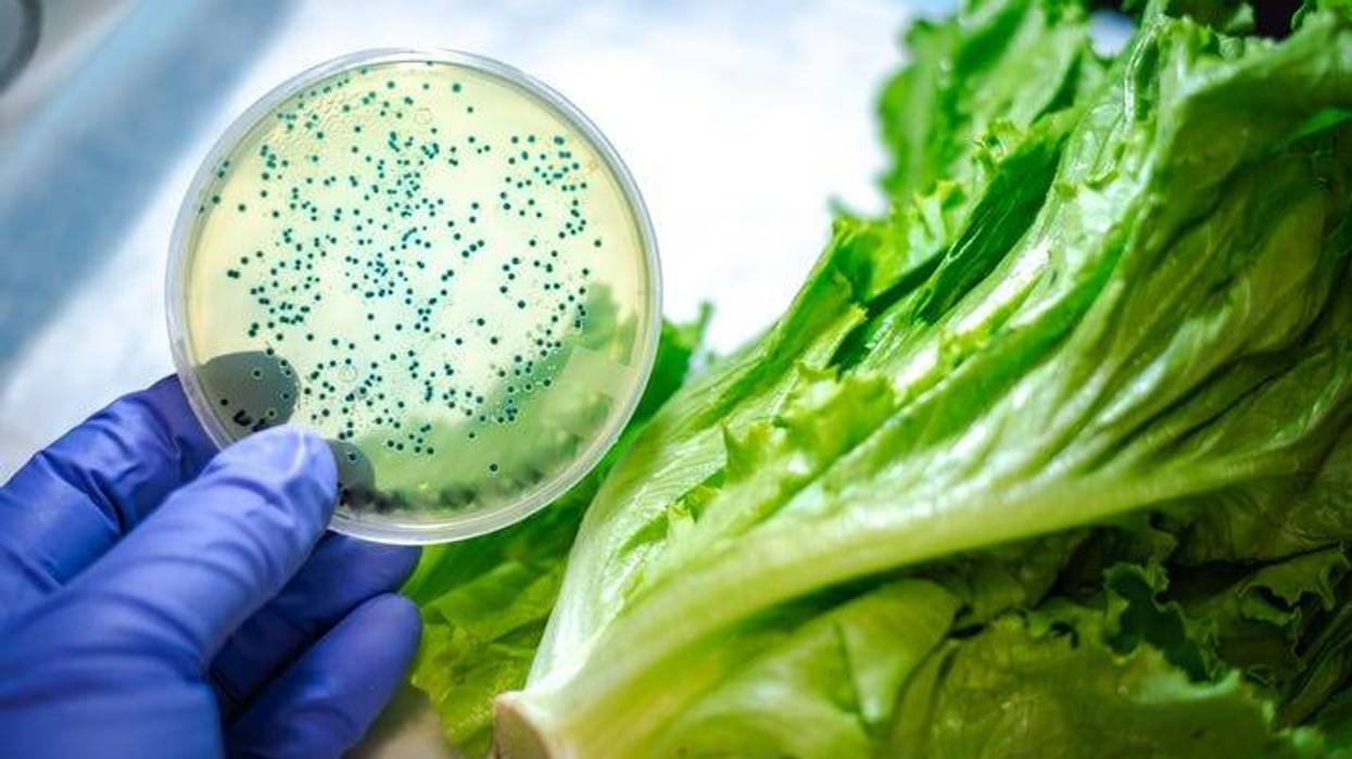 Petri dish and lettuce