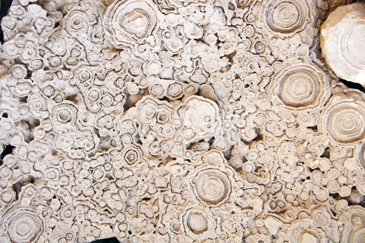 Petrified fossil stromatolite.