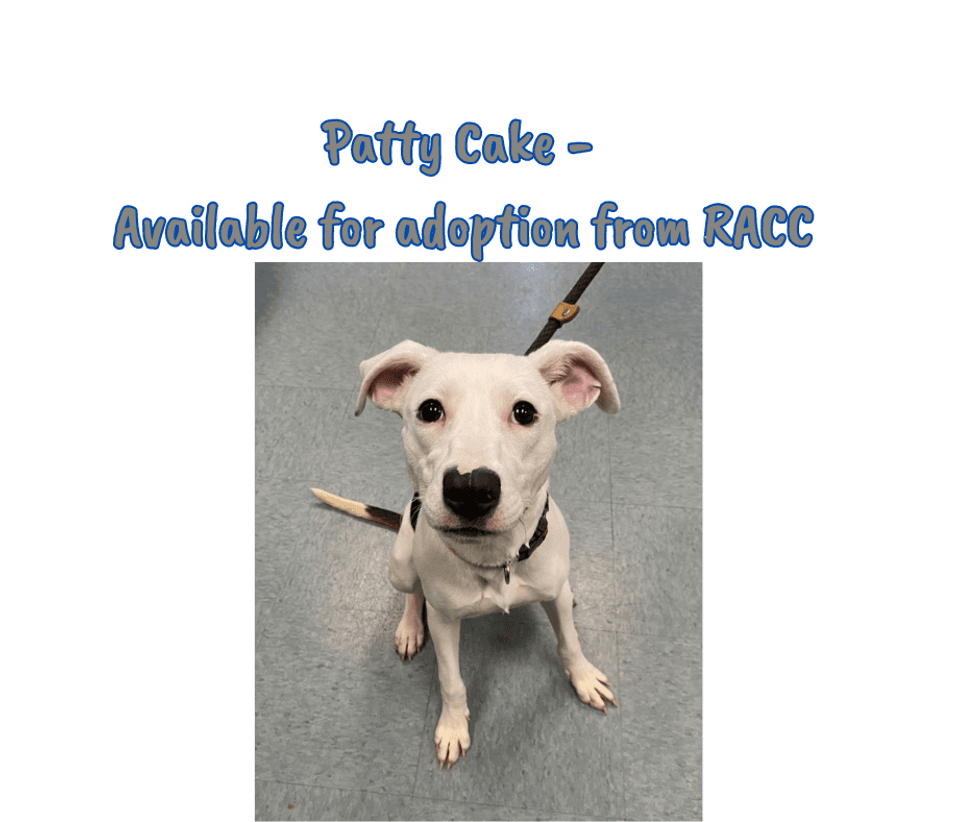 Pets for Christmas