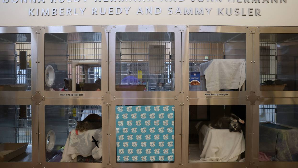 pets in shelter
