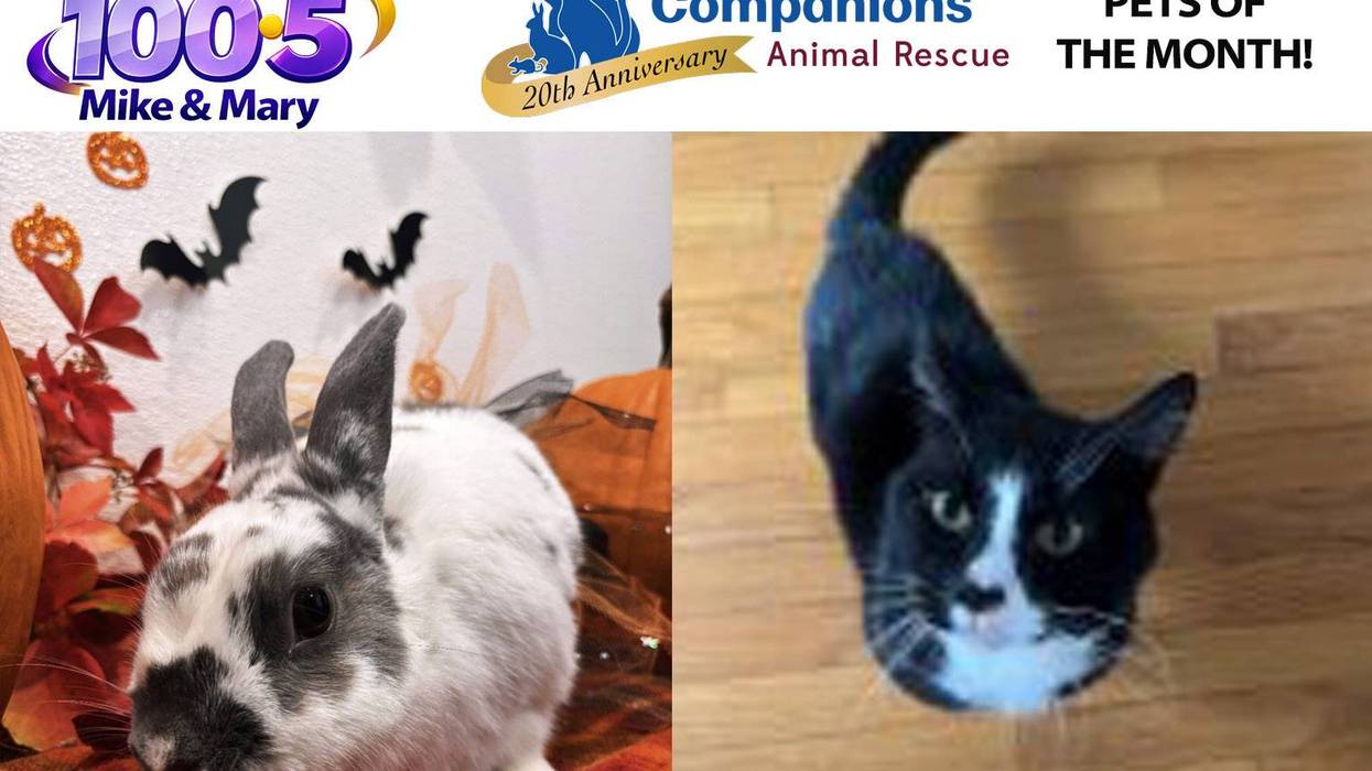 Our Companions October 2026 Pets of the Month!