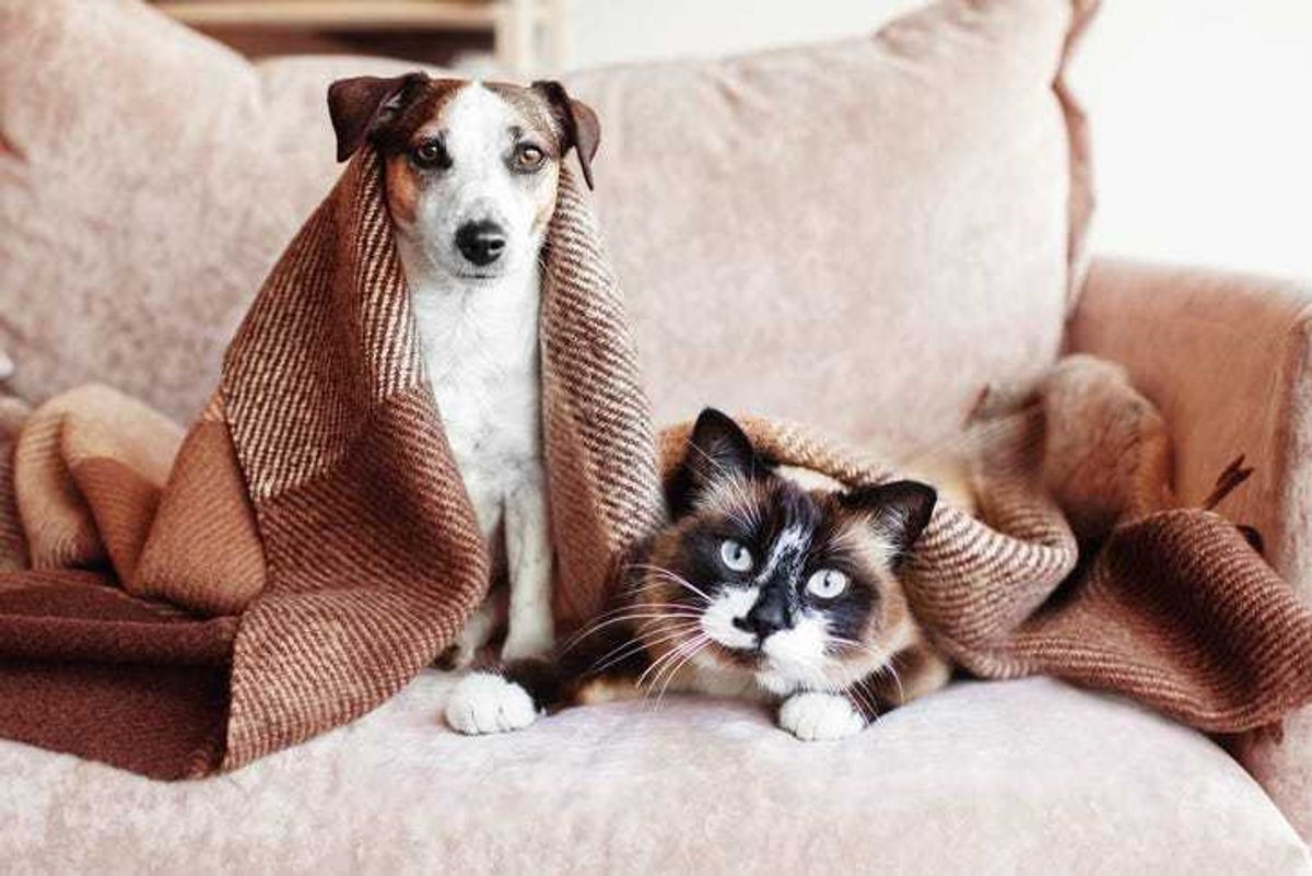 Pets under a blanket.
